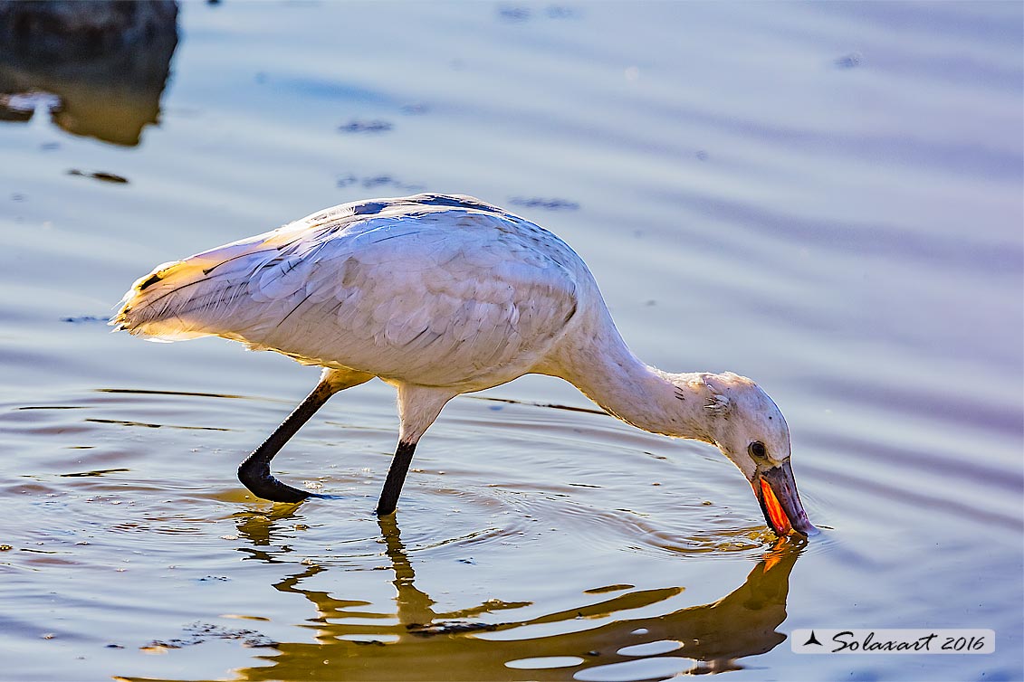 Platalea leucorodia :  Spatola ;  Eurasian Spoonbill
