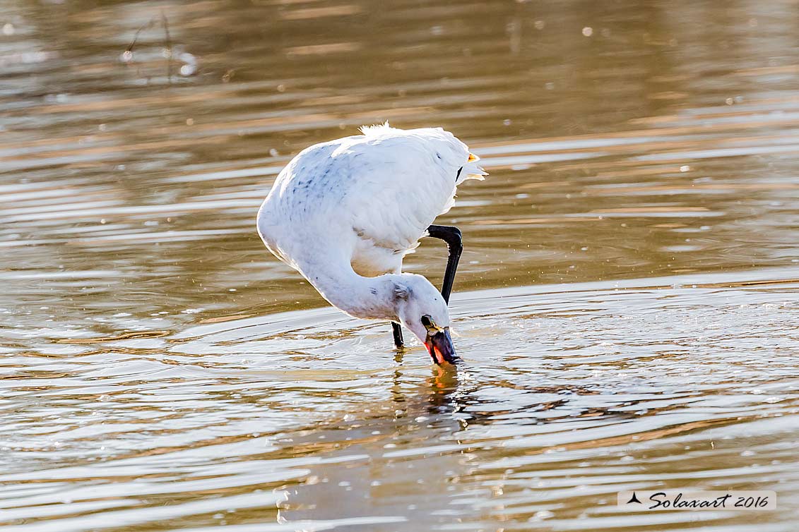 Platalea leucorodia :  Spatola ;  Eurasian Spoonbill