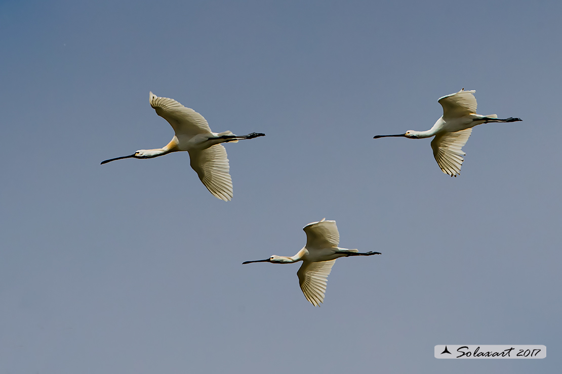 Platalea leucorodia :  Spatola ;  Eurasian Spoonbill