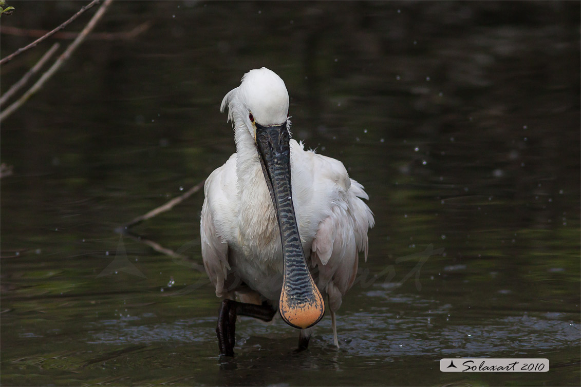 Platalea leucorodia :  Spatola ;  Eurasian Spoonbill