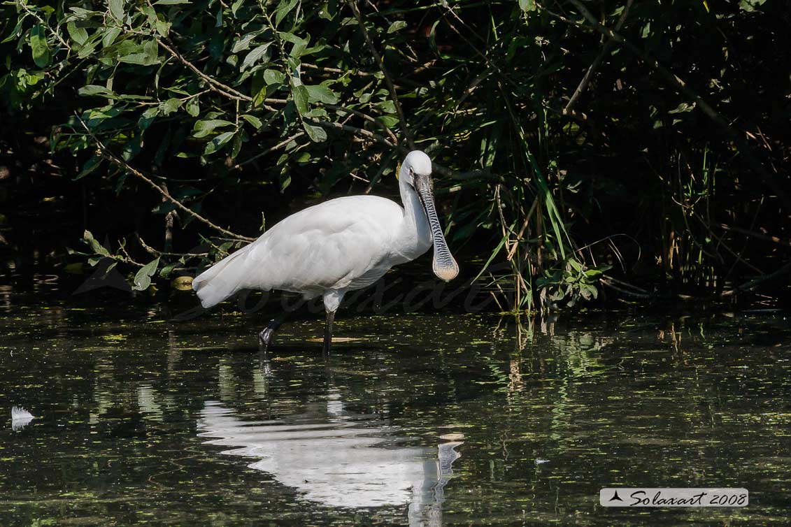 Platalea leucorodia :  Spatola ;  Eurasian Spoonbill