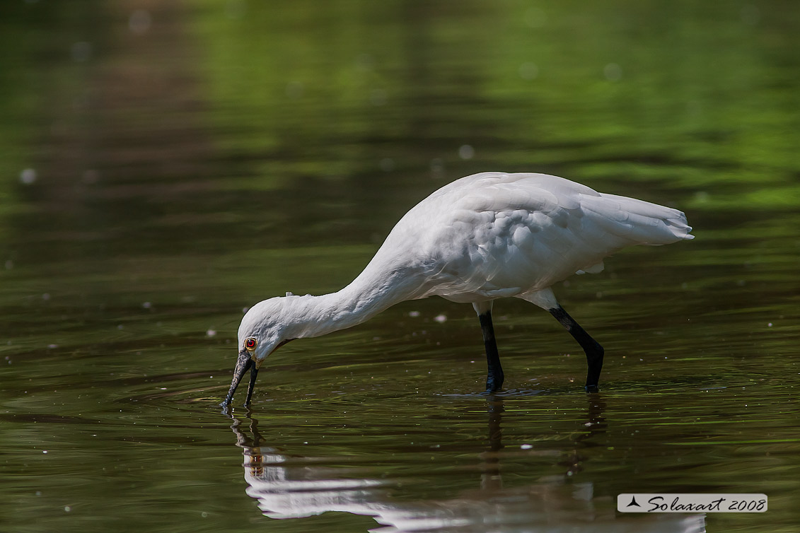 Platalea leucorodia :  Spatola ;  Eurasian Spoonbill