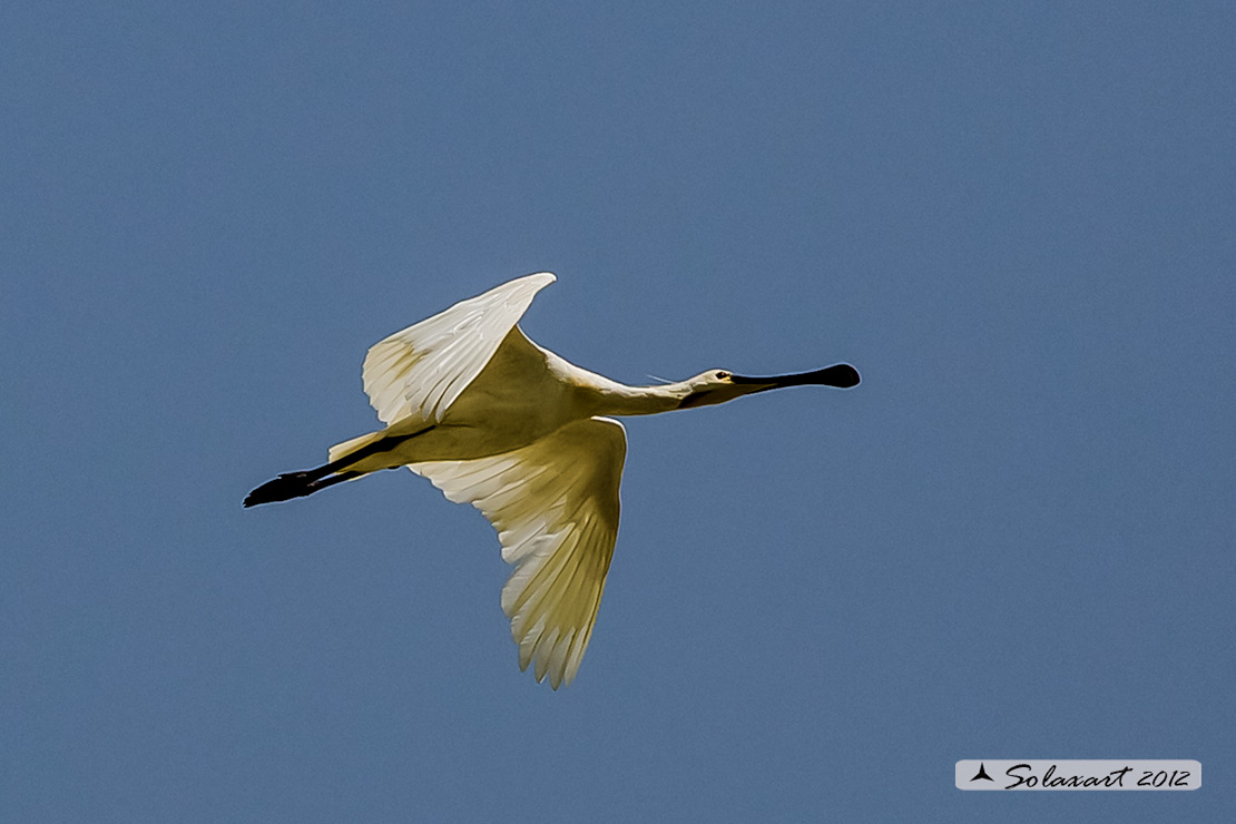 Platalea leucorodia :  Spatola ;  Eurasian Spoonbill