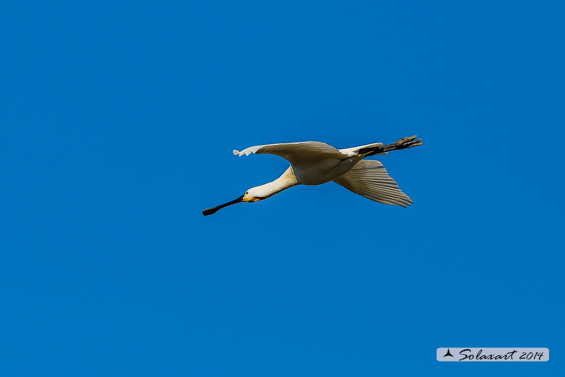 Platalea leucorodia :  Spatola ;  Eurasian Spoonbill