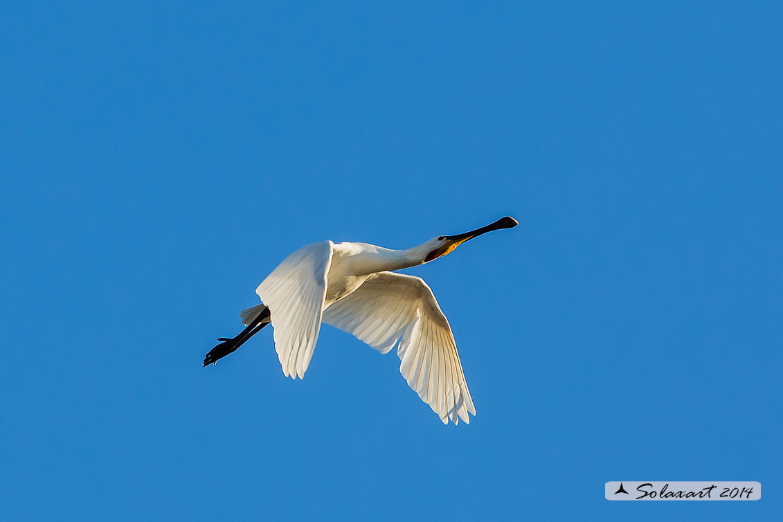 Platalea leucorodia :  Spatola ;  Eurasian Spoonbill