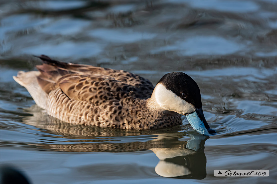 Spatula puna - Alzavola della puna - Puna teal