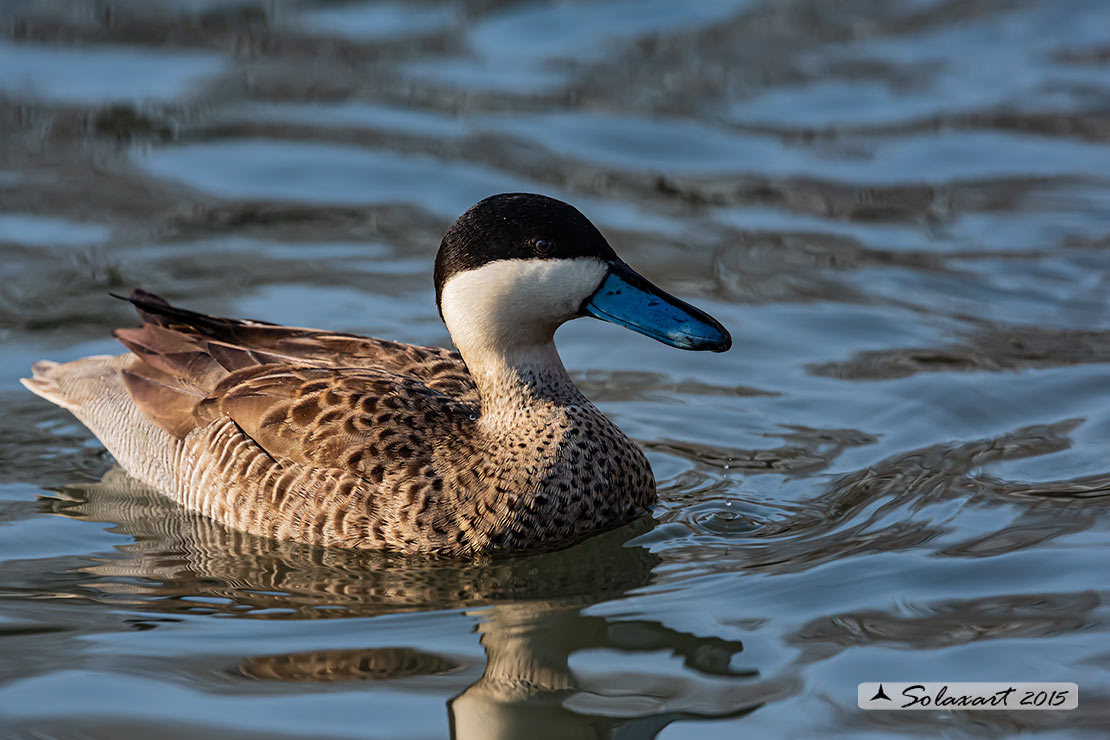 Spatula puna - Alzavola della puna - Puna teal