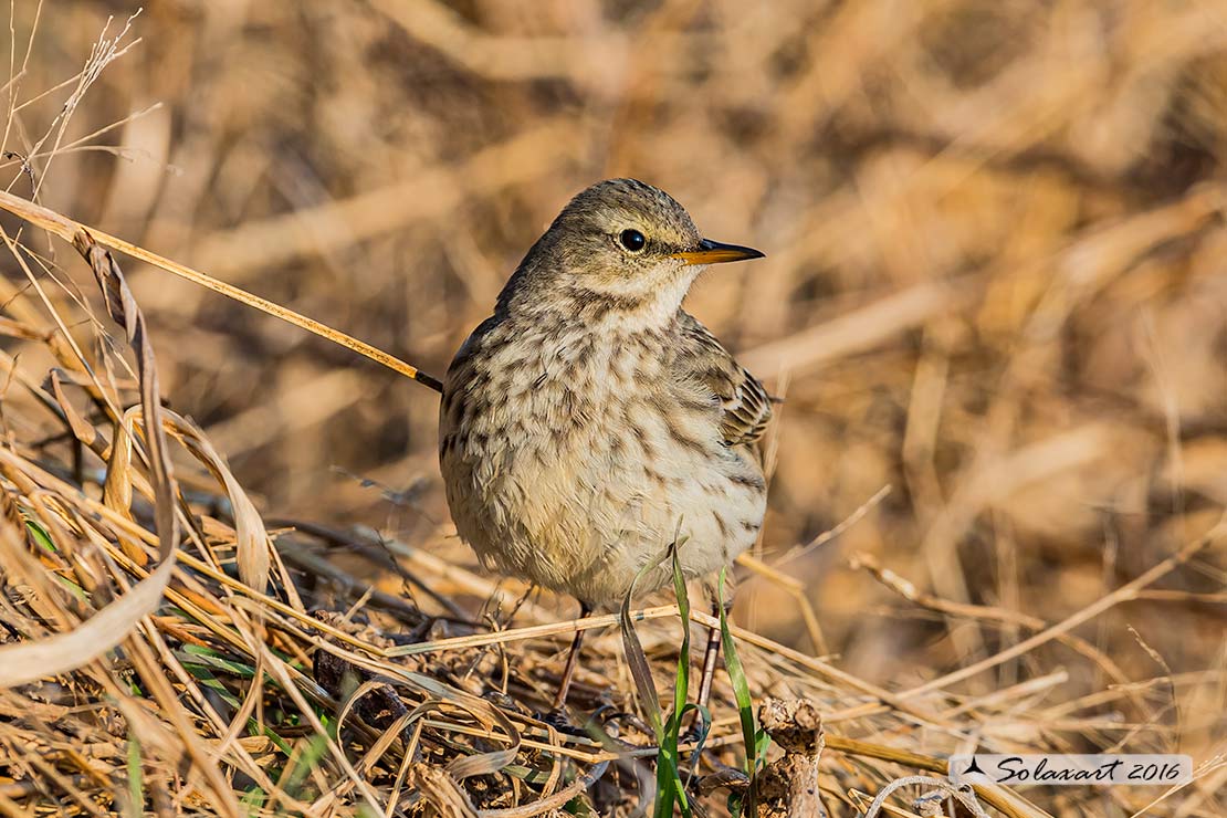 Anthus spinoletta - Spioncello - Water pipit