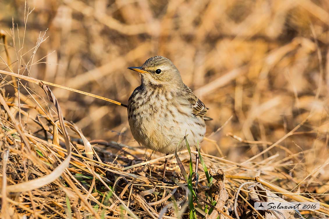 Anthus spinoletta - Spioncello - Water pipit