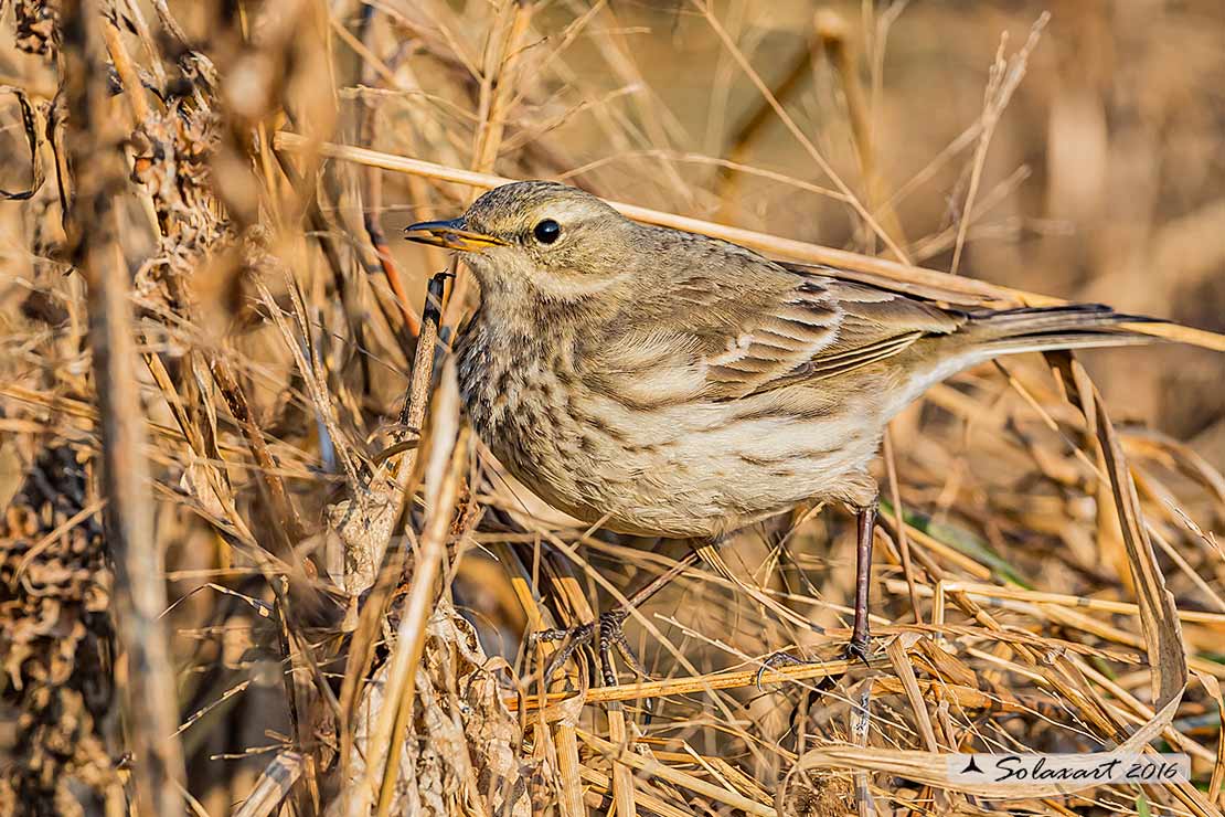 Anthus spinoletta - Spioncello - Water pipit
