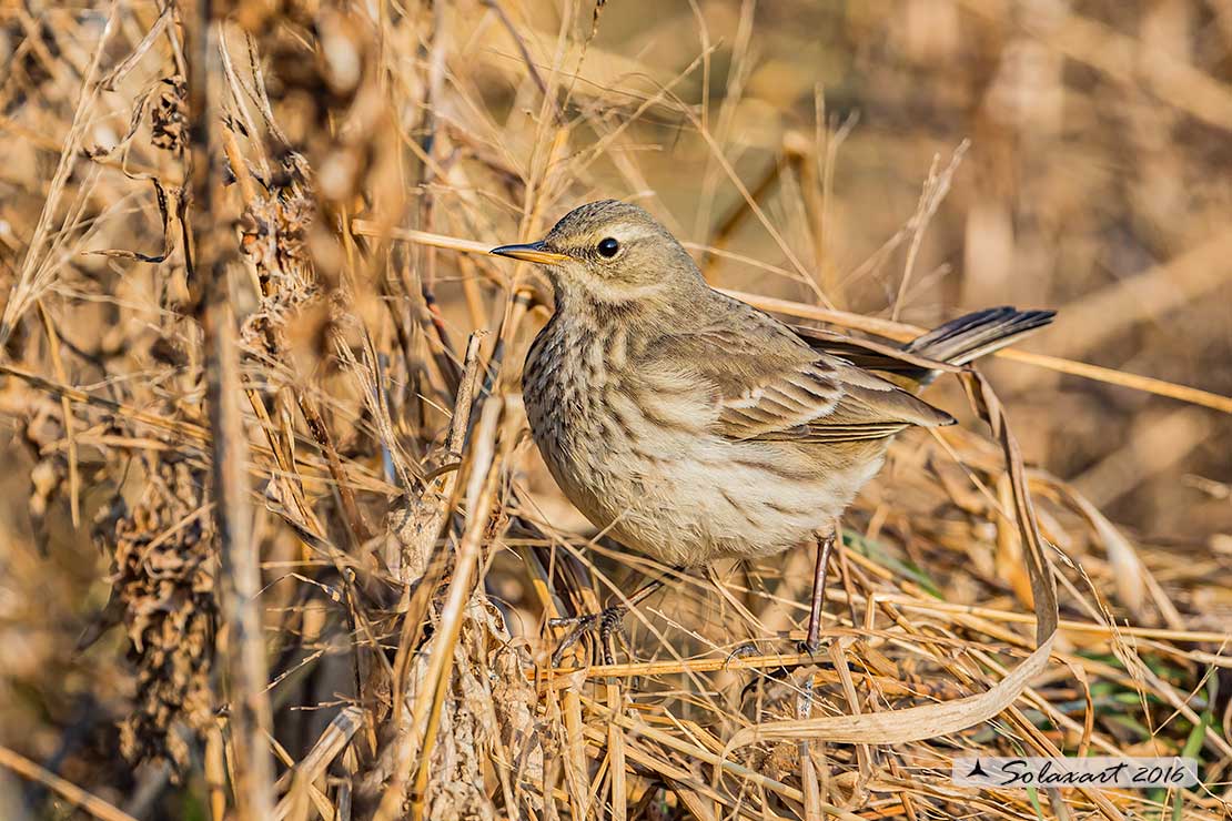 Anthus spinoletta - Spioncello - Water pipit