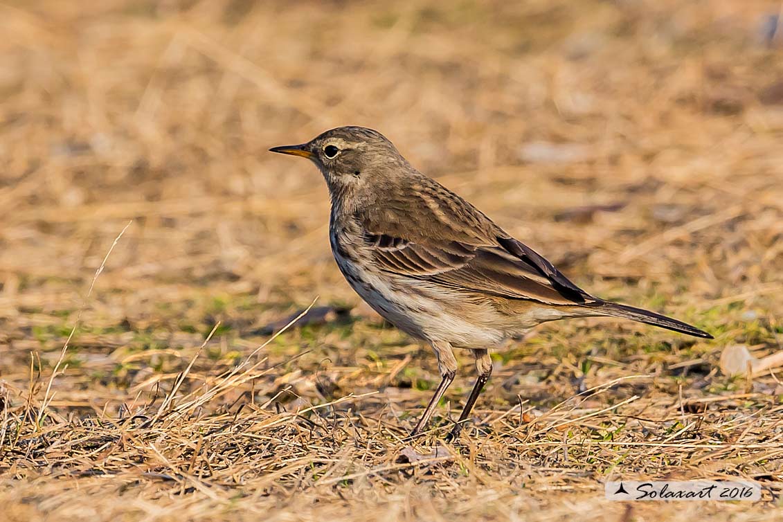 Anthus spinoletta - Spioncello - Water pipit