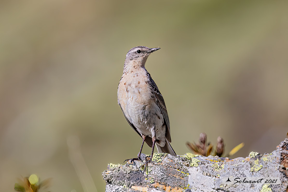 Anthus spinoletta - Spioncello - Water pipit