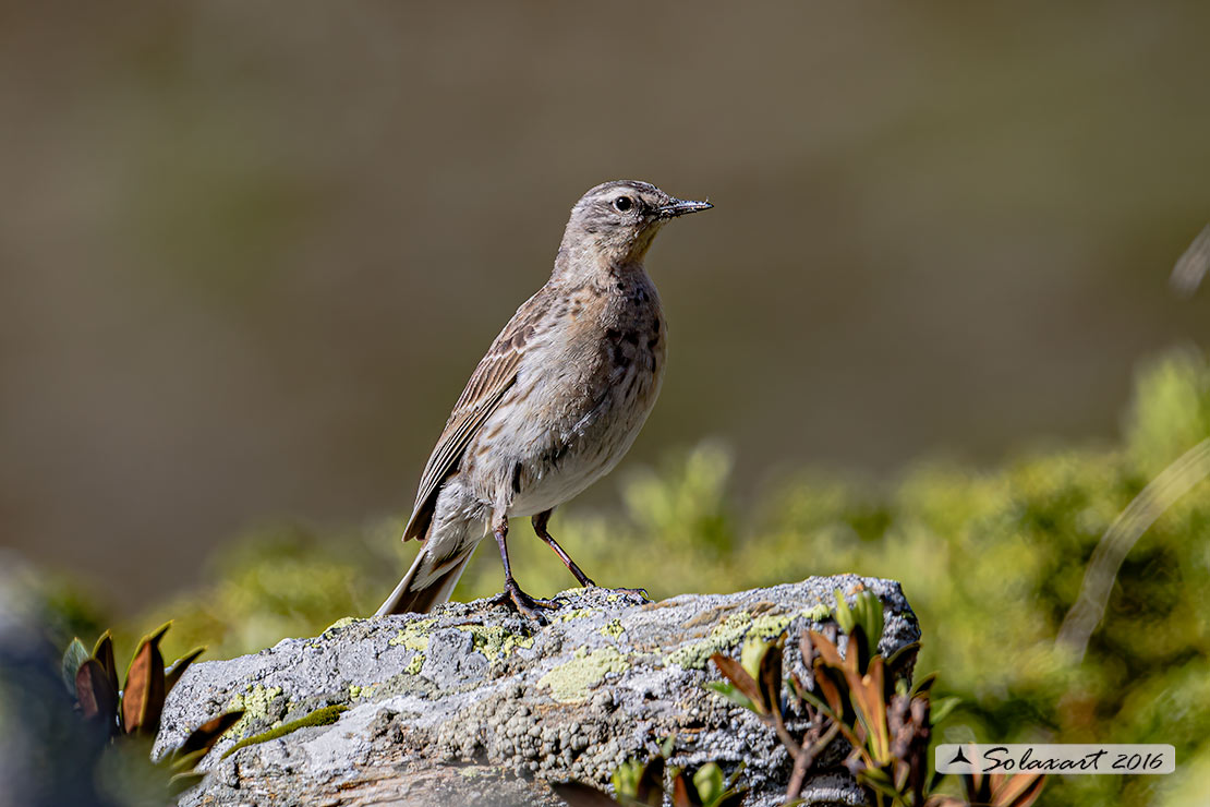 Anthus spinoletta - Spioncello - Water pipit