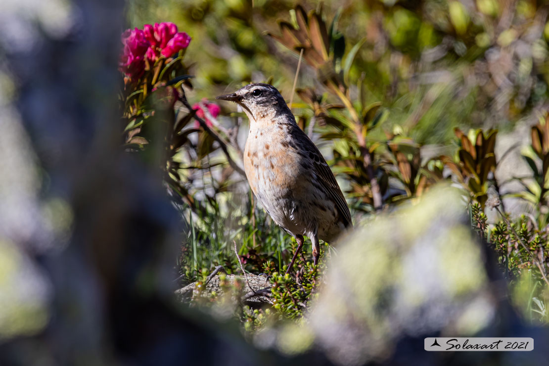 Anthus spinoletta - Spioncello - Water pipit