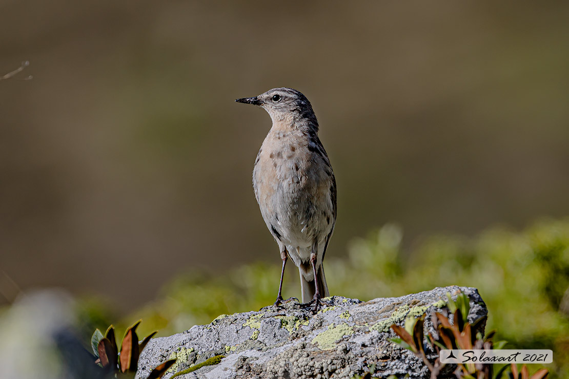 Anthus spinoletta - Spioncello - Water pipit