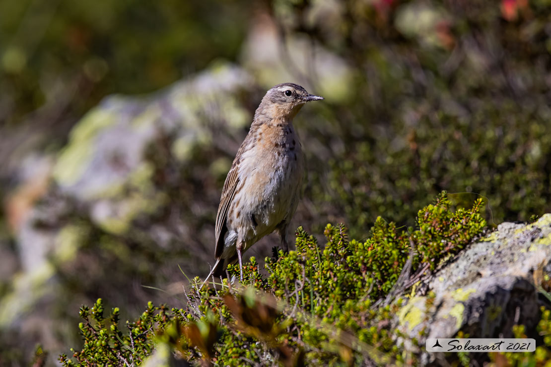 Anthus spinoletta - Spioncello - Water pipit