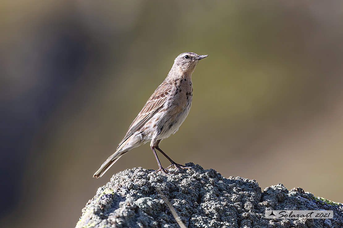 Anthus spinoletta - Spioncello - Water pipit