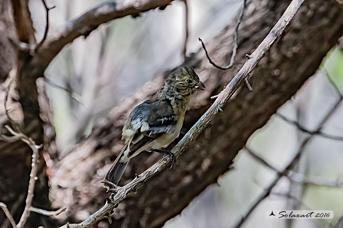 Sporophila torqueola: Beccasemi collobianco; Cinnamon-rumped seedeater