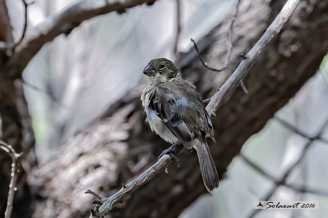 Sporophila torqueola: Beccasemi collobianco; Cinnamon-rumped seedeater