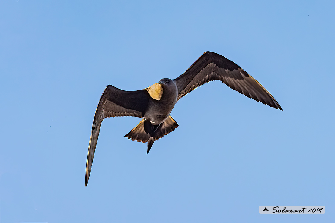 Stercorarius skua - Stercorario maggiore - Great Skua