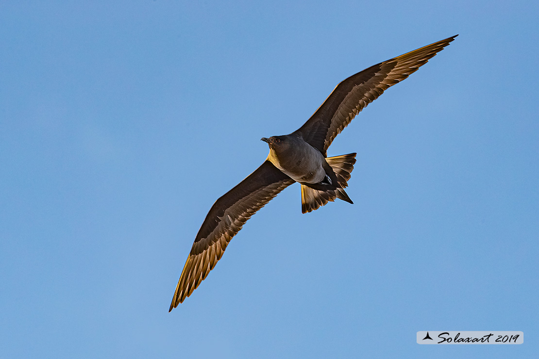 Stercorarius skua - Stercorario maggiore - Great Skua