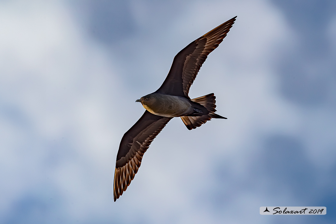 Stercorarius skua - Stercorario maggiore - Great Skua