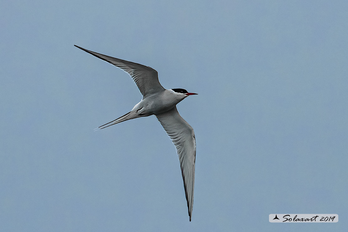 Sterna paradisaea - Sterna artica - Arctic tern