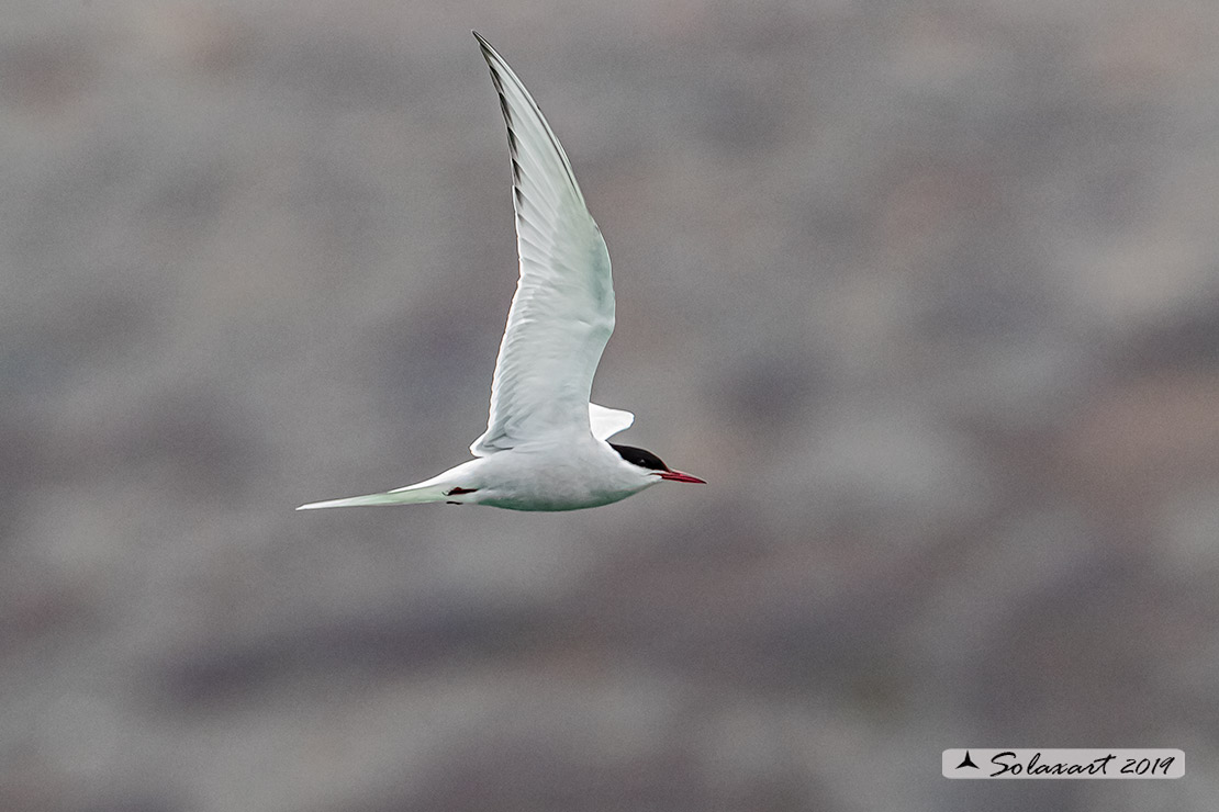 Sterna paradisaea - Sterna artica - Arctic tern