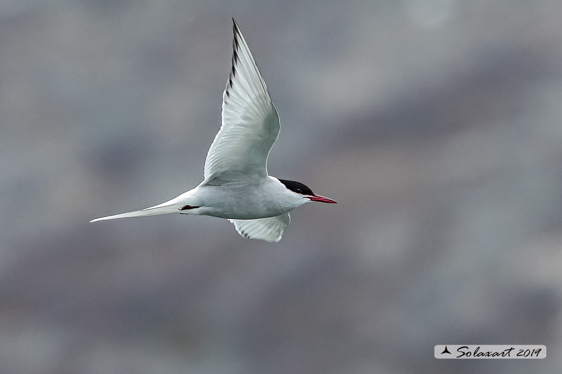 Sterna paradisaea - Sterna artica - Arctic tern