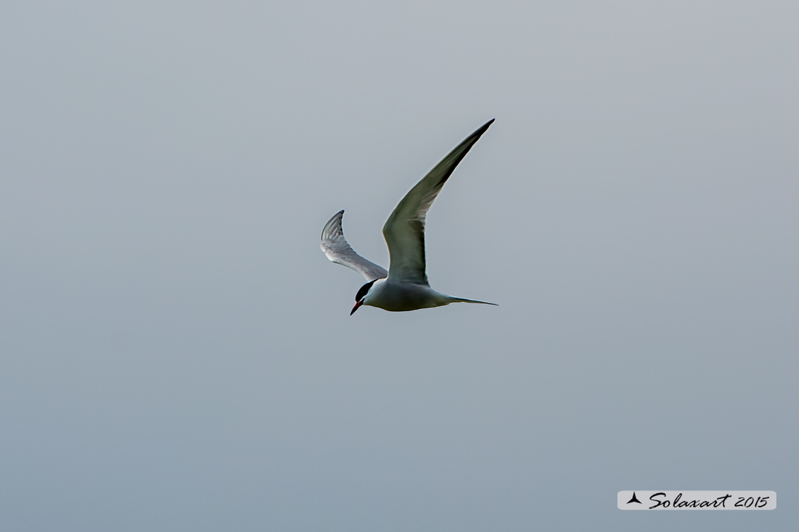 Sterna hirundo: Sterna comune; Common tern