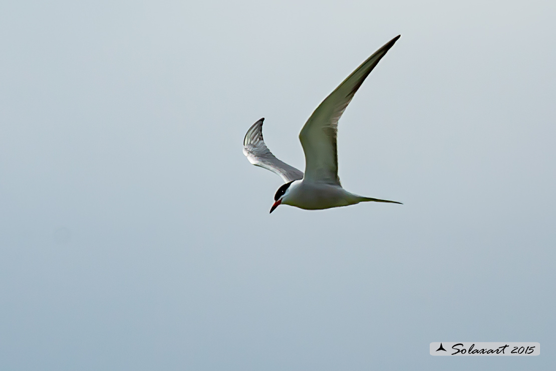 Sterna hirundo: Sterna comune; Common tern