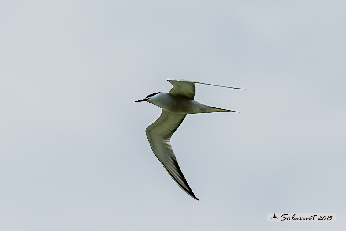 Sterna hirundo: Sterna comune; Common tern
