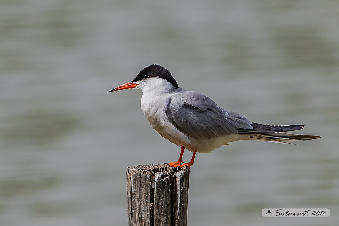 Sterna hirundo: Sterna comune; Common tern