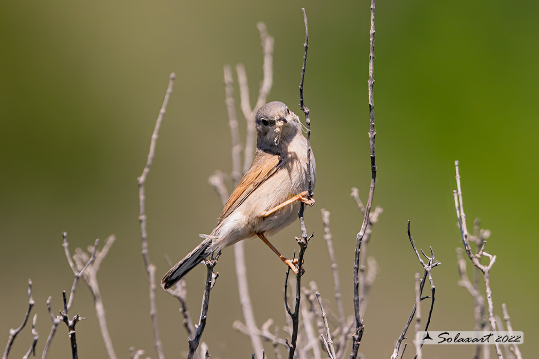 Sylvia communis: Sterpazzola; Common Whitethroat