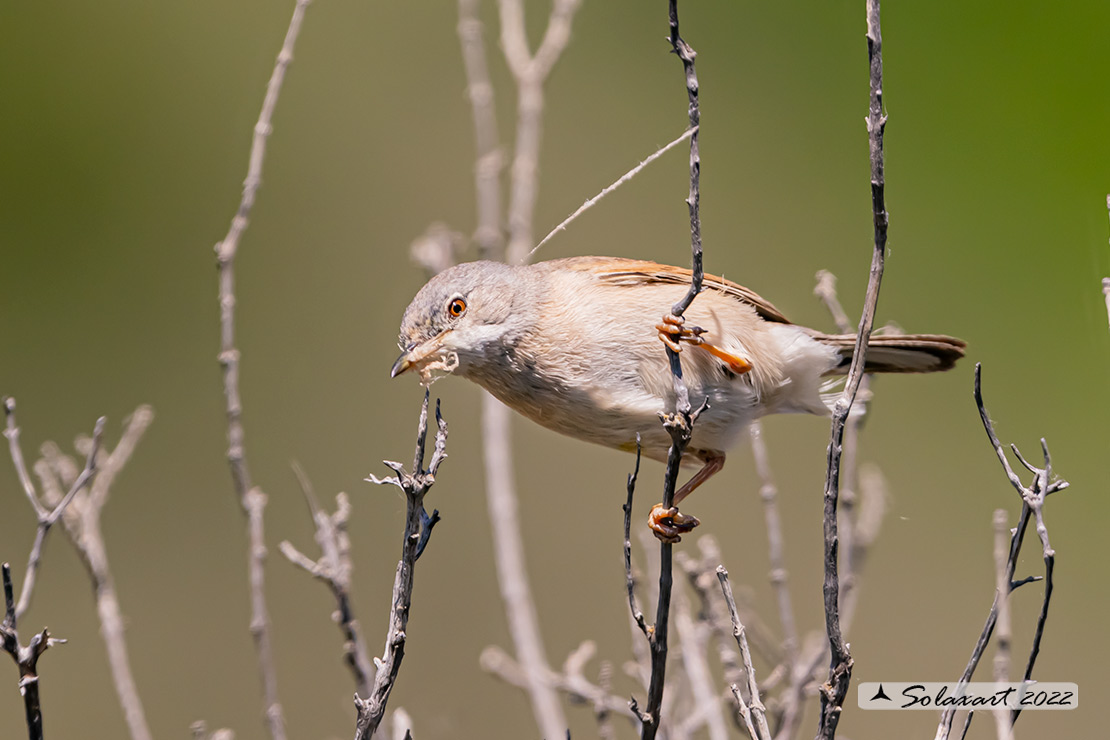 Sylvia communis: Sterpazzola; Common Whitethroat