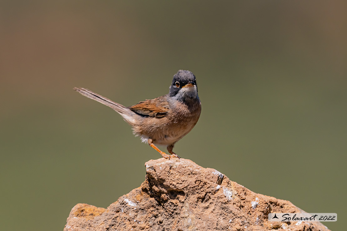 Sylvia communis: Sterpazzola; Common Whitethroat