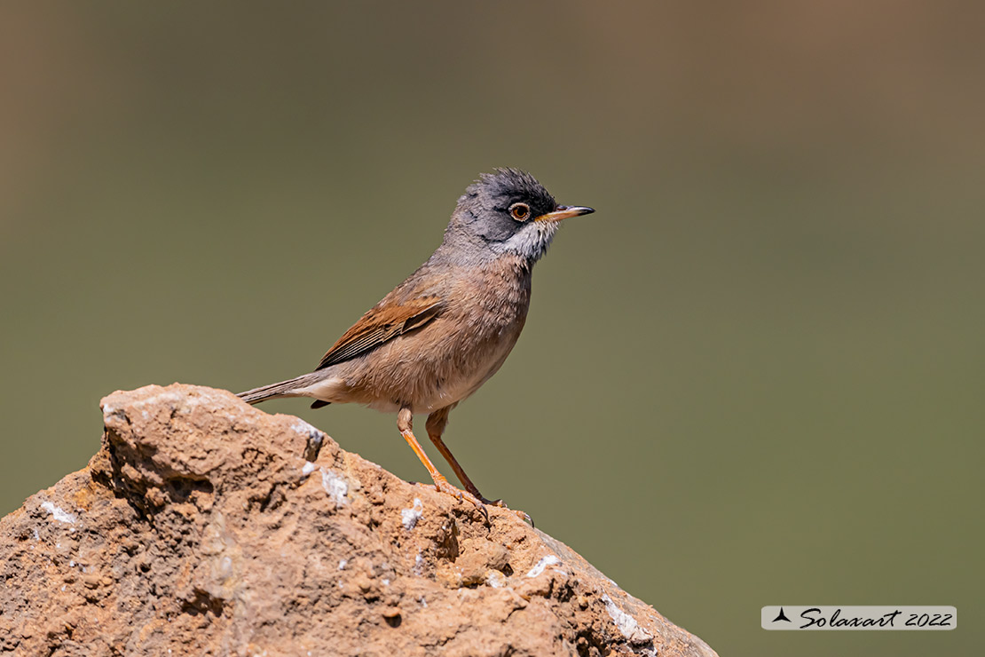 Sylvia communis: Sterpazzola; Common Whitethroat