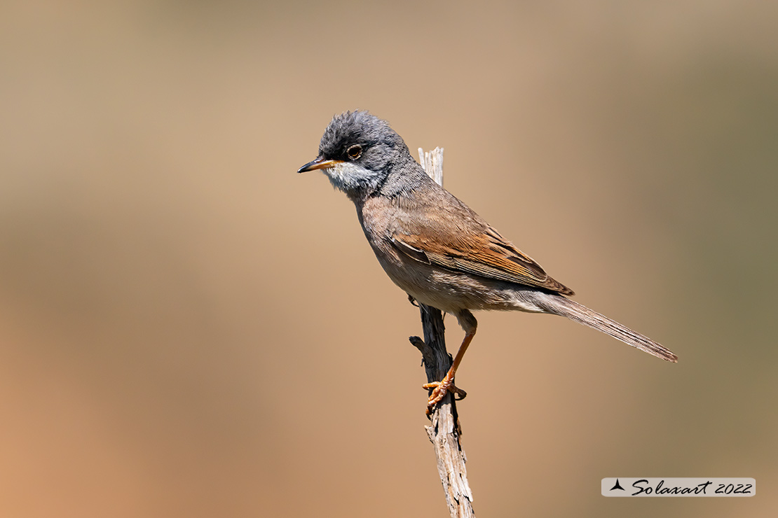 Sylvia communis: Sterpazzola; Common Whitethroat
