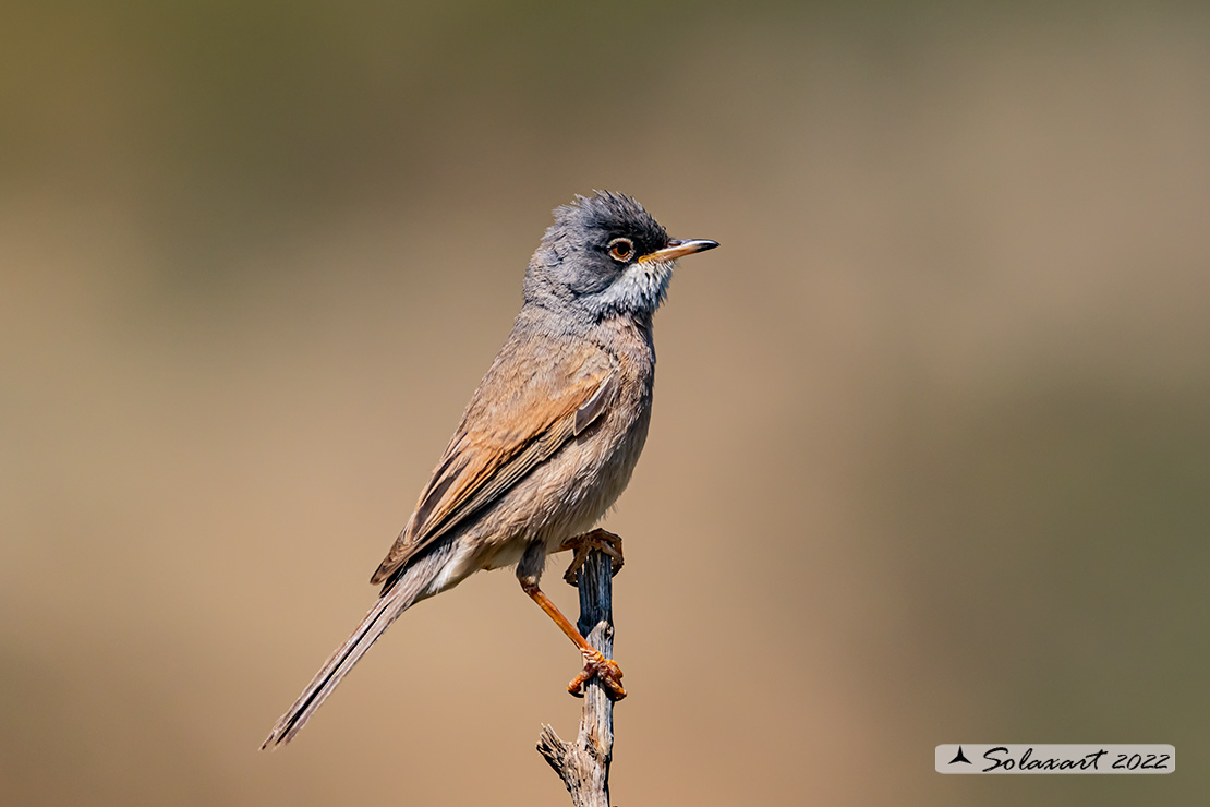 Sylvia communis: Sterpazzola; Common Whitethroat