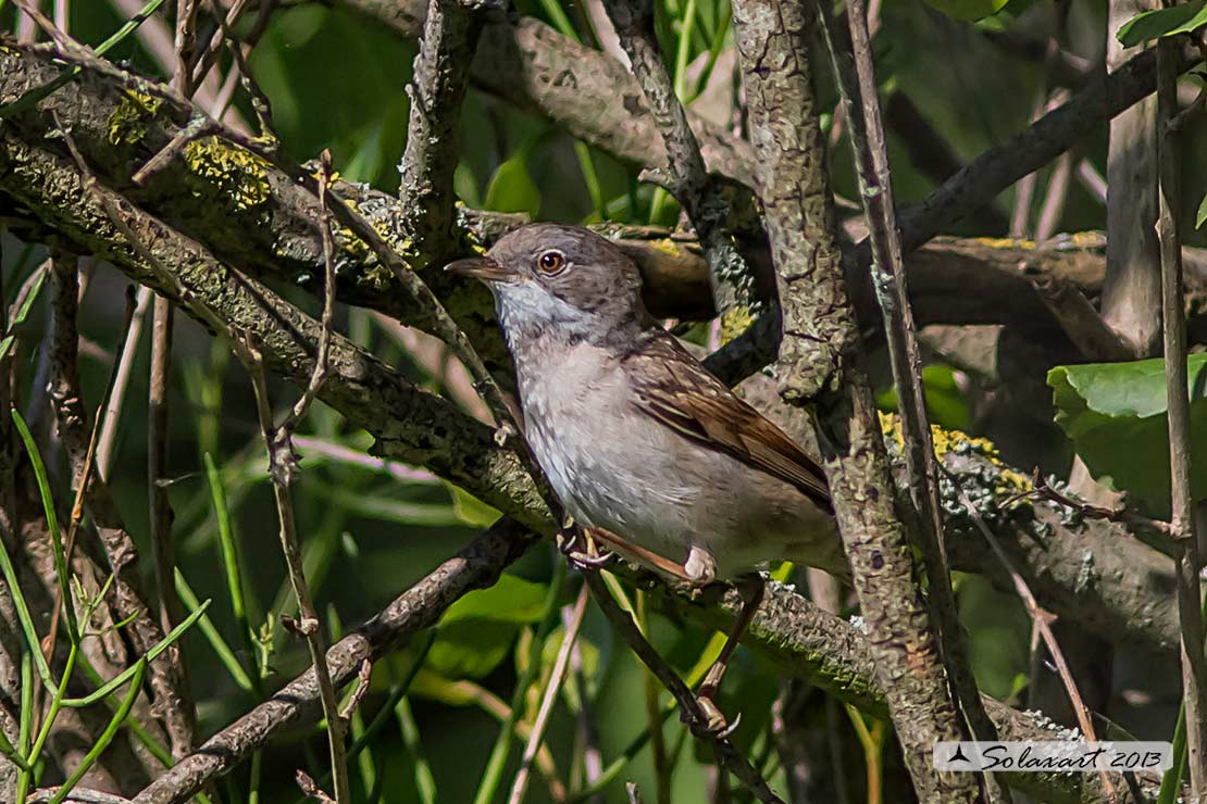 Sylvia communis: Sterpazzola; Common Whitethroat