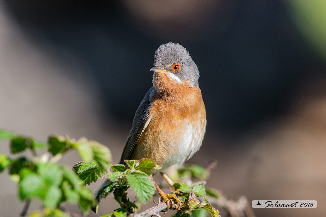 Sylvia cantillans :  Sterpazzolina ;  Subalpine warbler