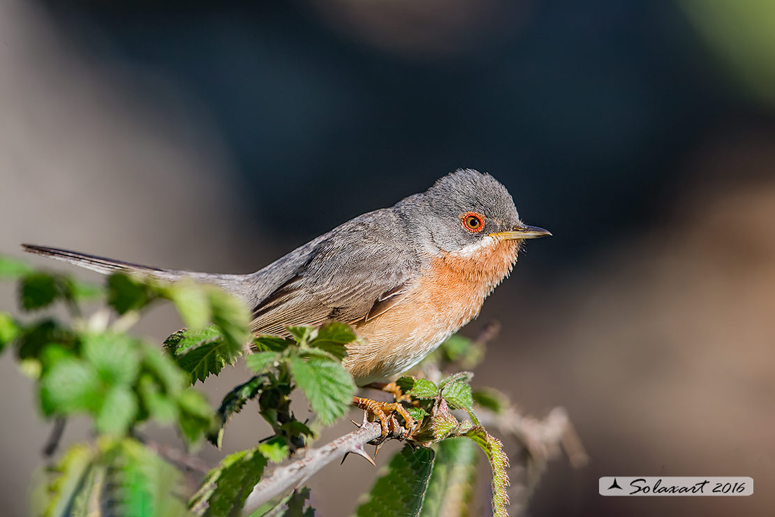 Sylvia cantillans :  Sterpazzolina ;  Subalpine warbler