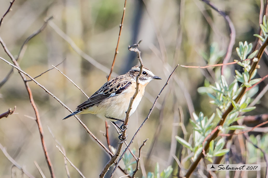 Saxicola rubetra: Stiaccino; Whinchat