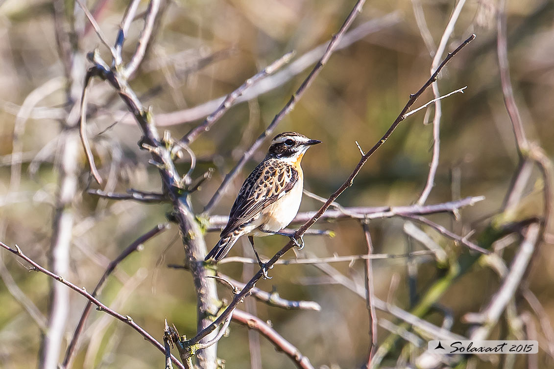 Saxicola rubetra: Stiaccino; Whinchat