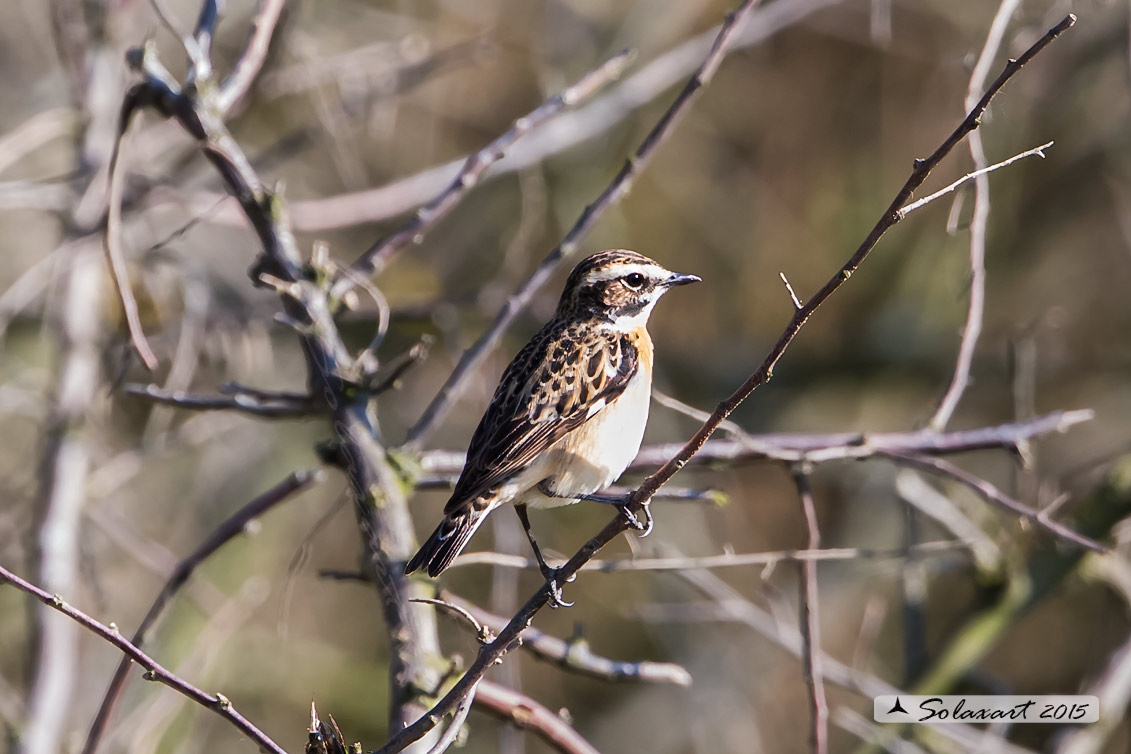 Saxicola rubetra: Stiaccino; Whinchat