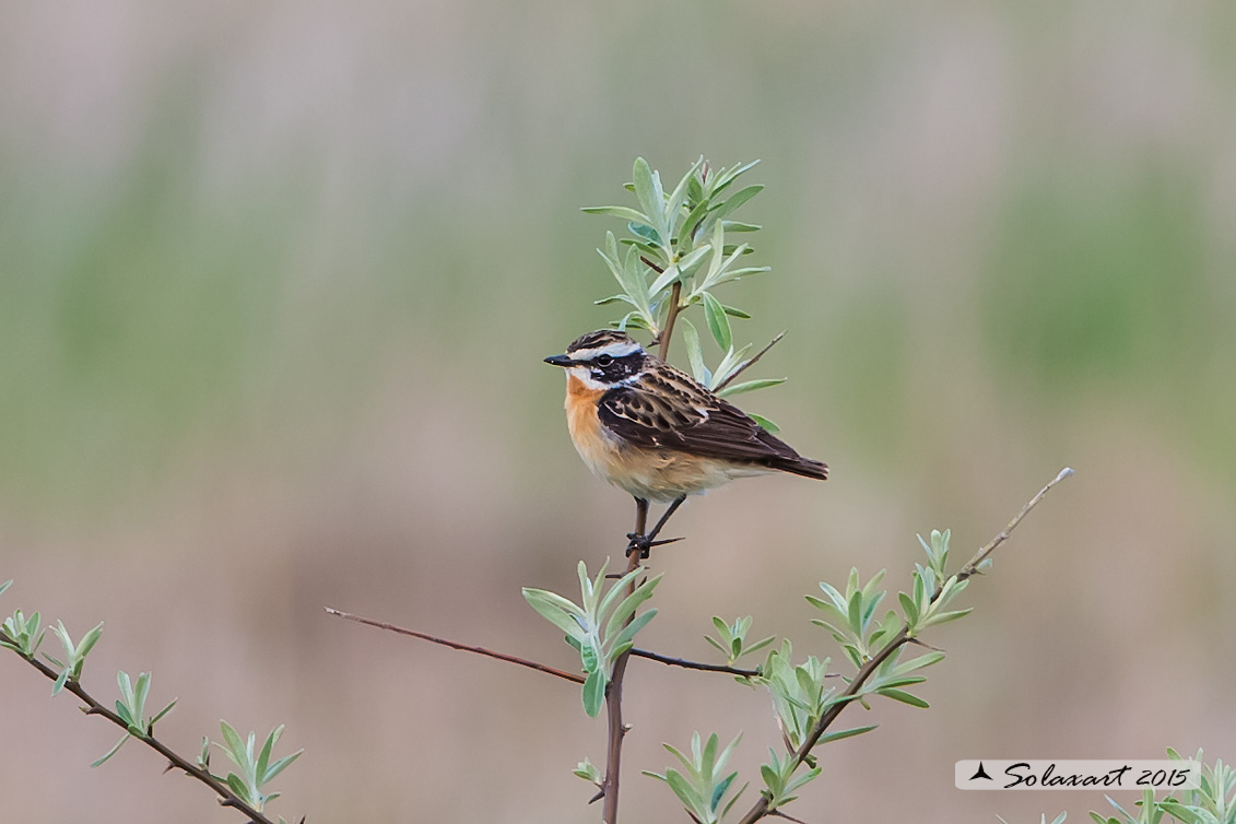 Saxicola rubetra: Stiaccino; Whinchat