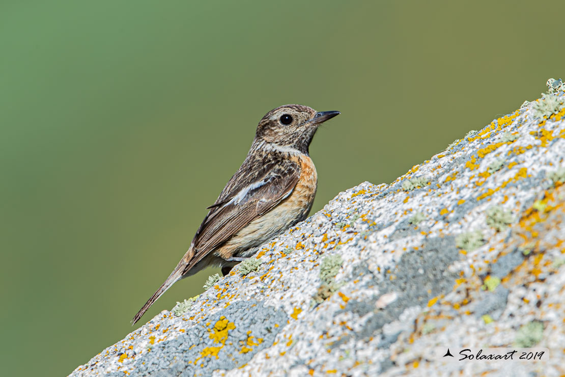 Saxicola rubetra: Stiaccino;  Whinchat