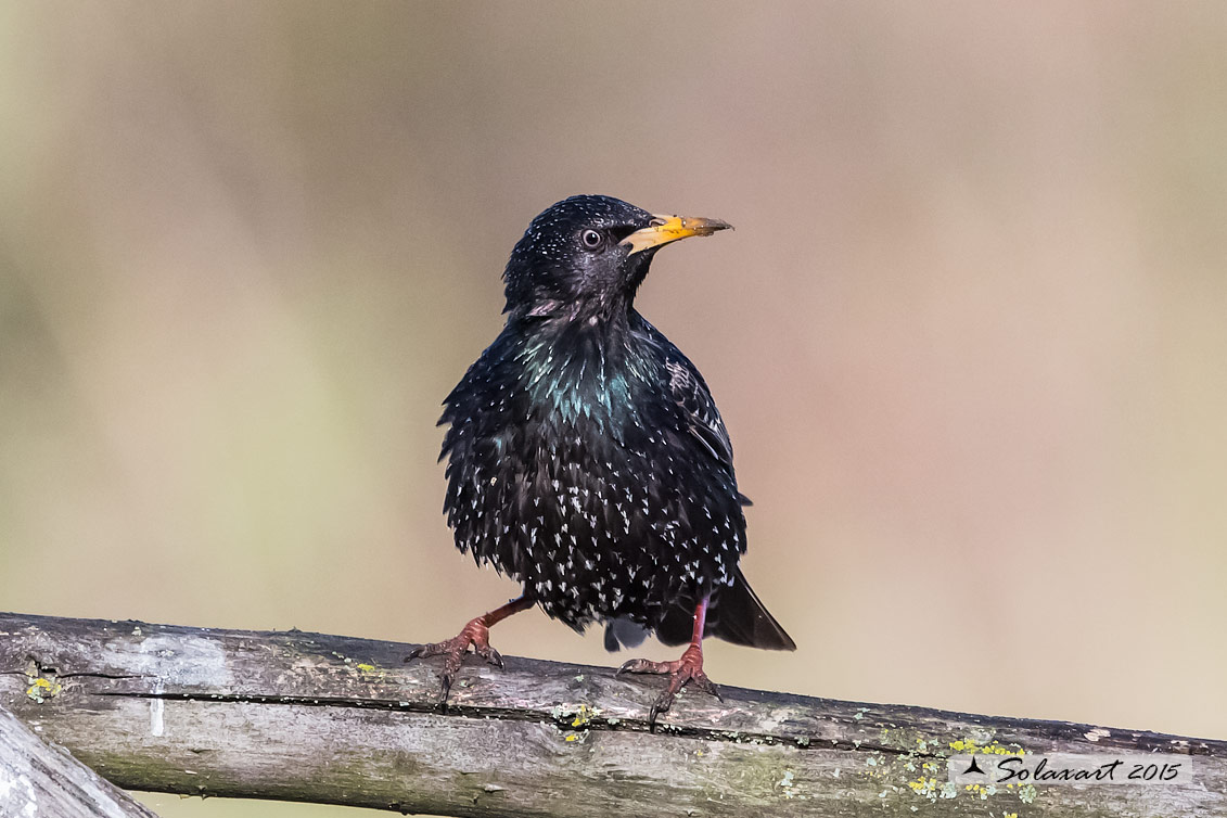 Sturnus vulgaris; Storno; Common starling