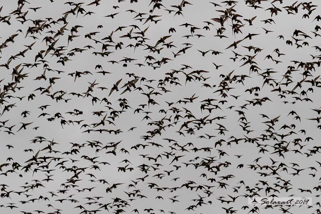 Sturnus vulgaris; Storno; Common starling